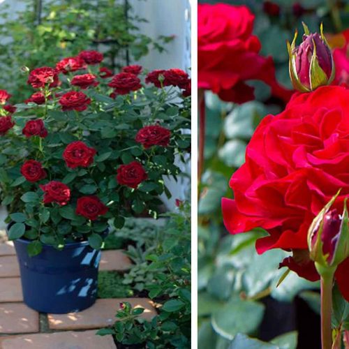 Red Roses Tantau – Shrub