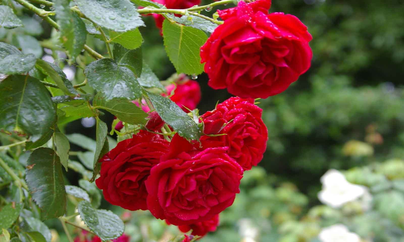 Red Roses Tantau – Shrub