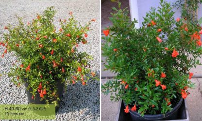 Punica granatum nana Bonsai 13 years. Dwarf pomegranate. | Mistral Bonsai