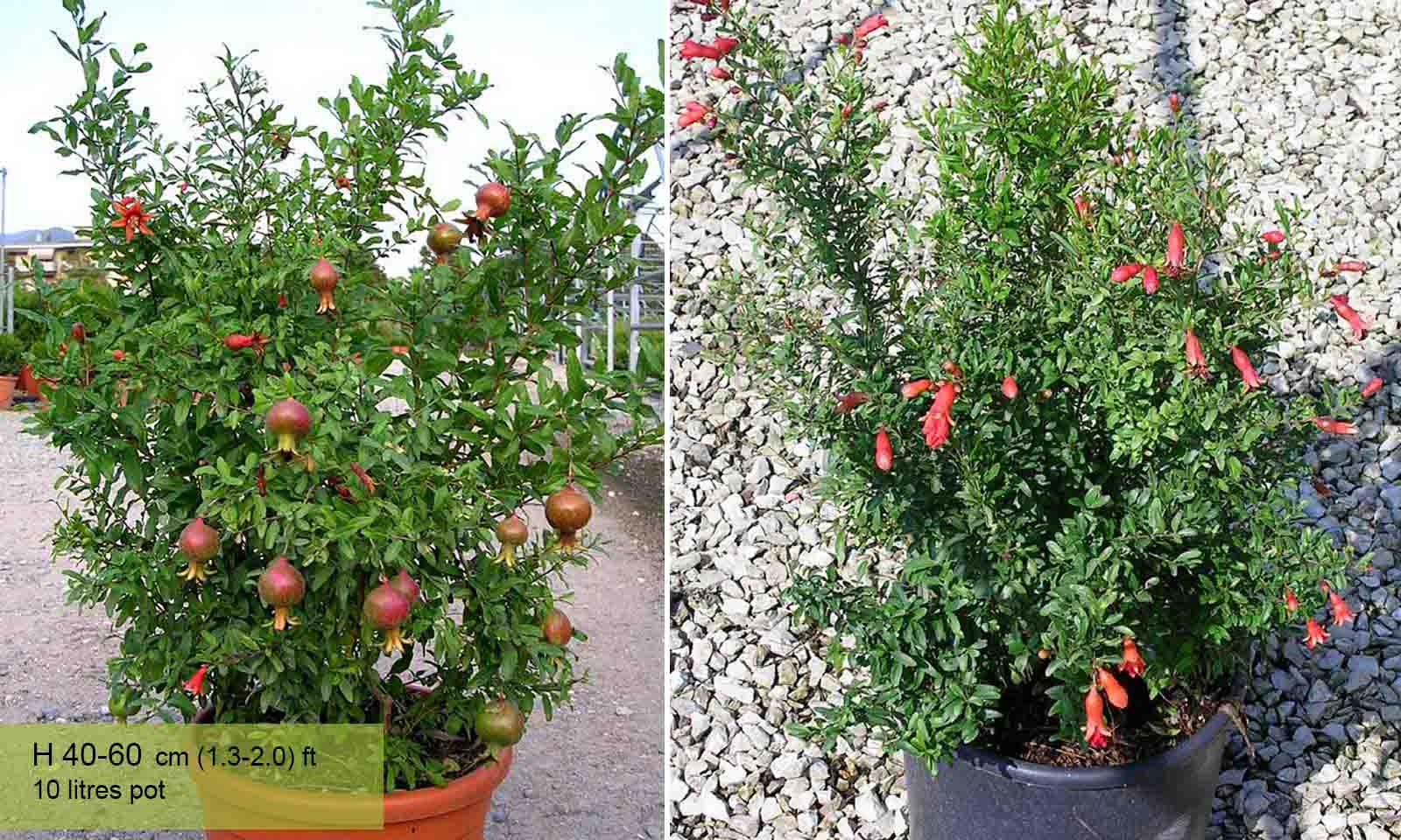 Punica Granatum Nana (Pomegranate Tree) - Shrub