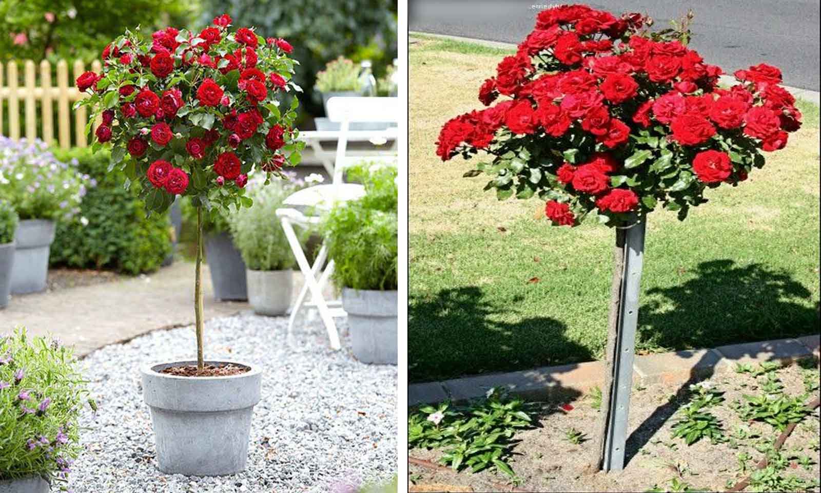 Red Roses – Half Standard – Garden Plants Online