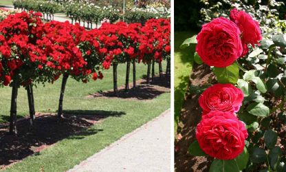 Red Roses – Half Standard – Garden Plants Online