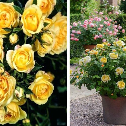 Yellow Roses – Shrub