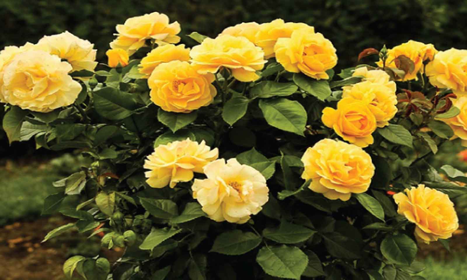 Yellow Roses – Shrub