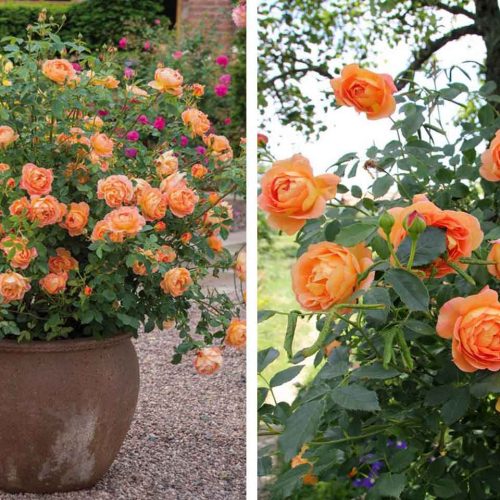 Orange Roses – Shrub