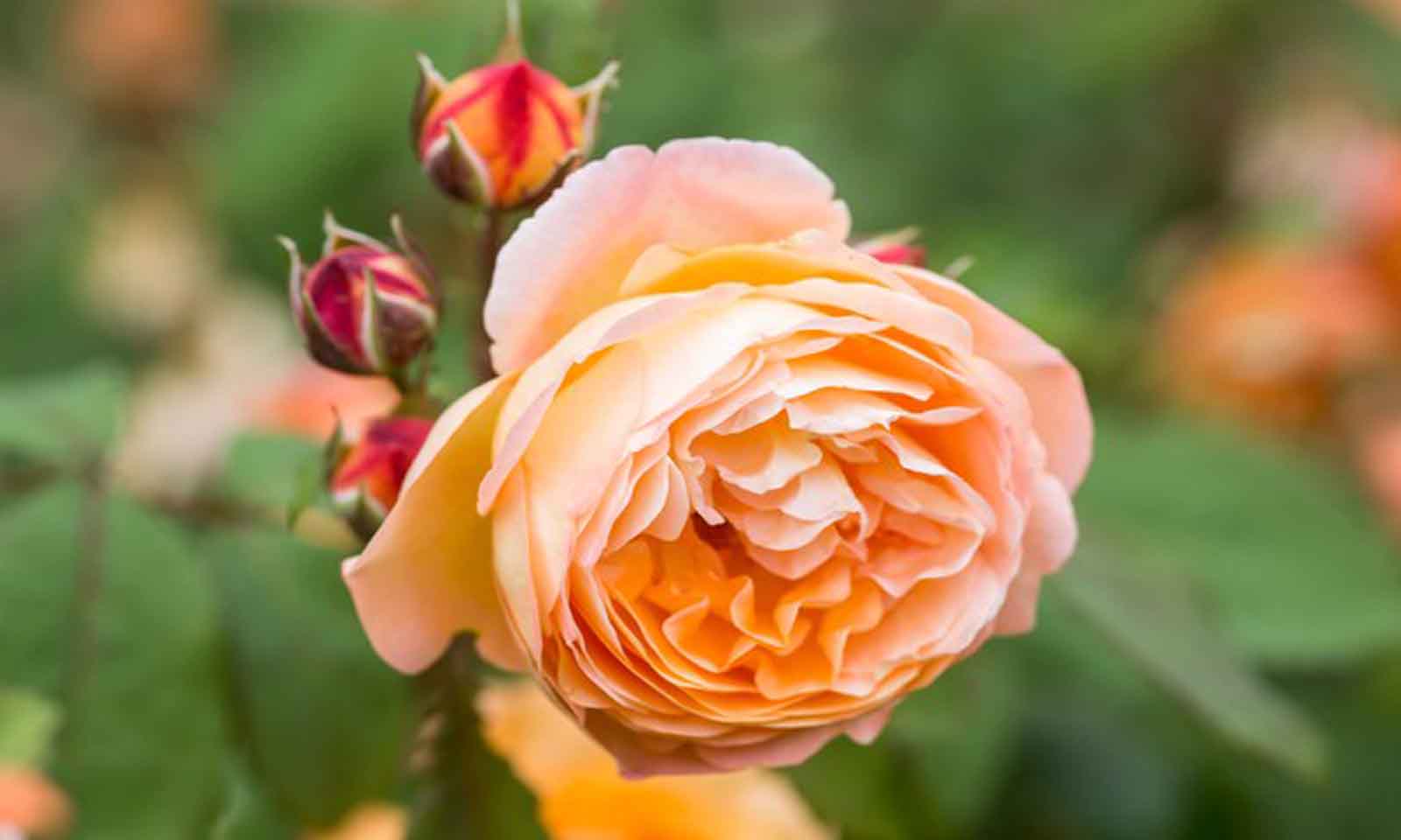 Orange Roses – Shrub