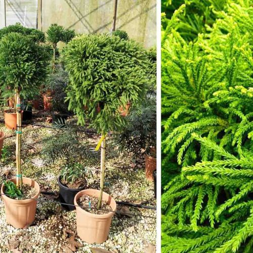 Cryptomeria Japonica Globosa Nana (Japanese Cedar) – Half Standard Ball