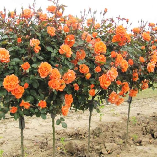 Orange Roses – Half Standard