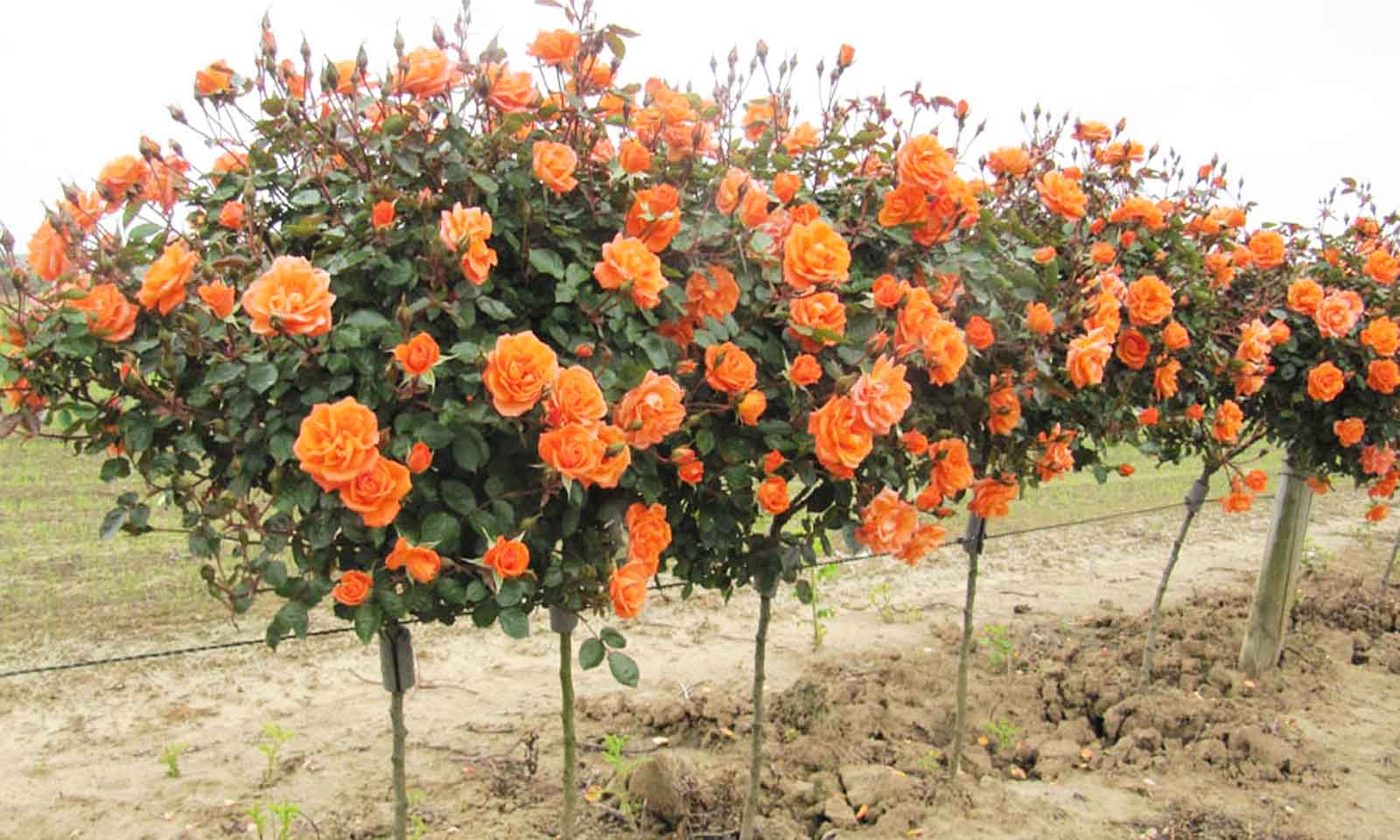 Image of Rose bush tree with orange flowers