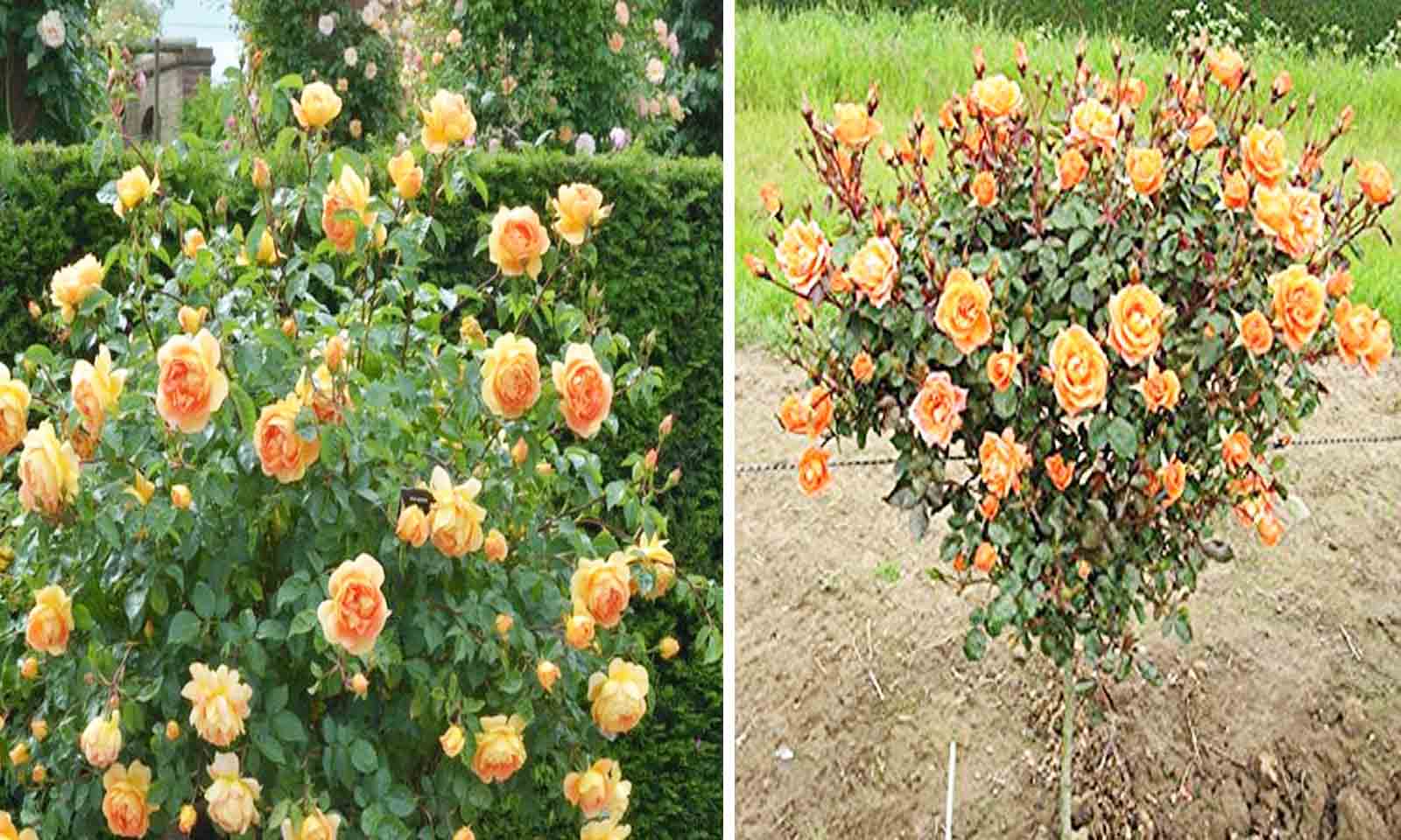 Orange Roses – Half Standard