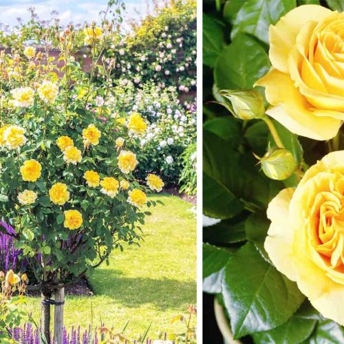 Yellow Roses – Half Standard