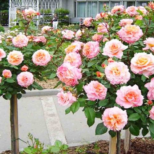 Rosa Augusta Luise - Half Standard