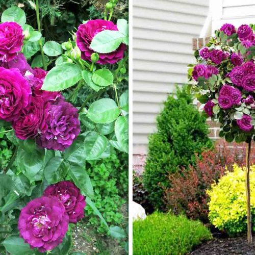 Rosa "Twilight Zone" – Half Standard