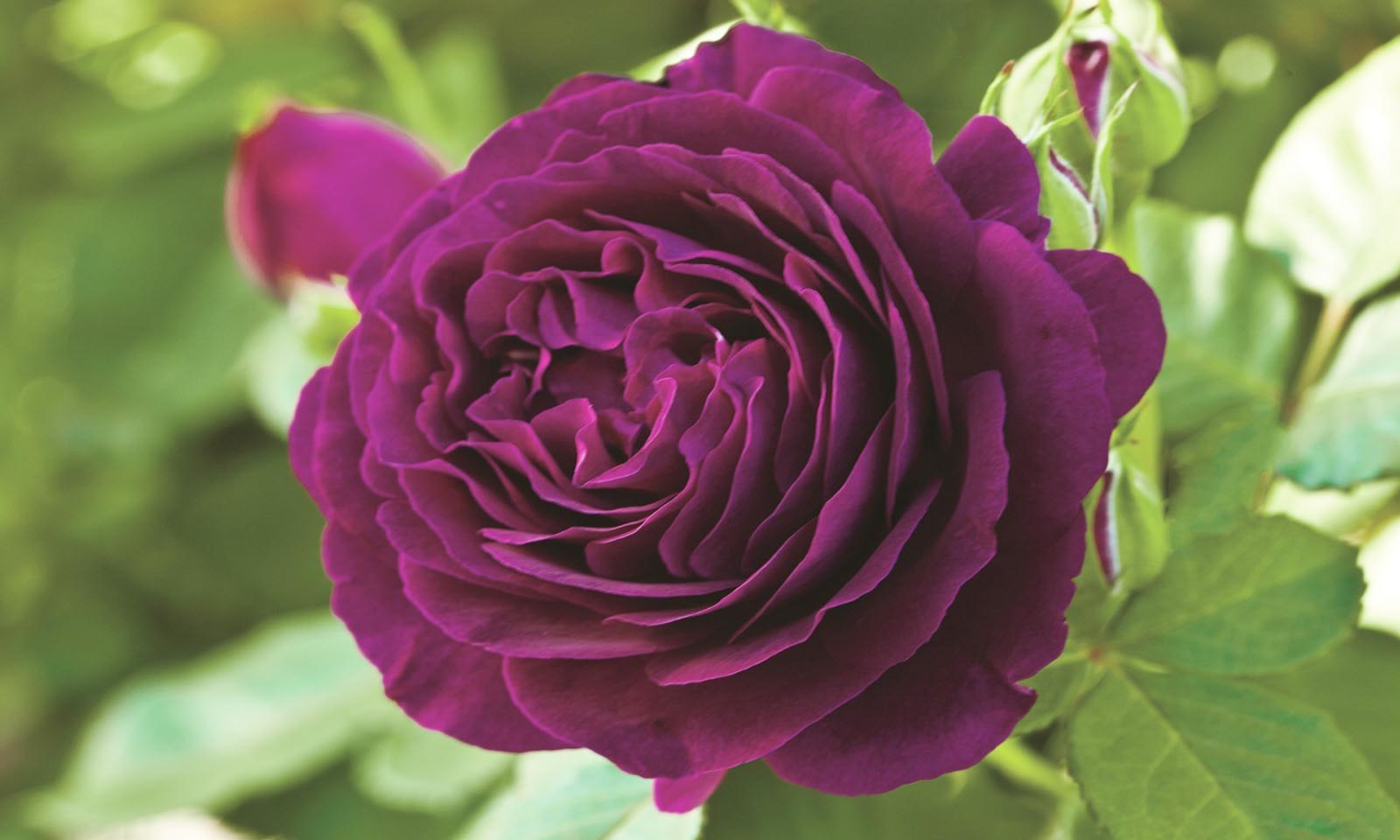 Purple Roses – Half Standard – Garden Plants Online