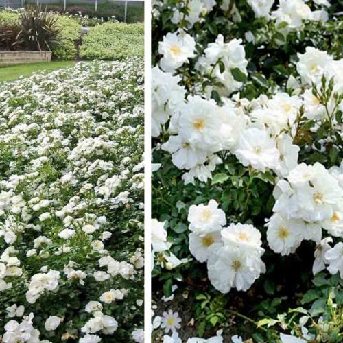 White Roses - Ground Cover