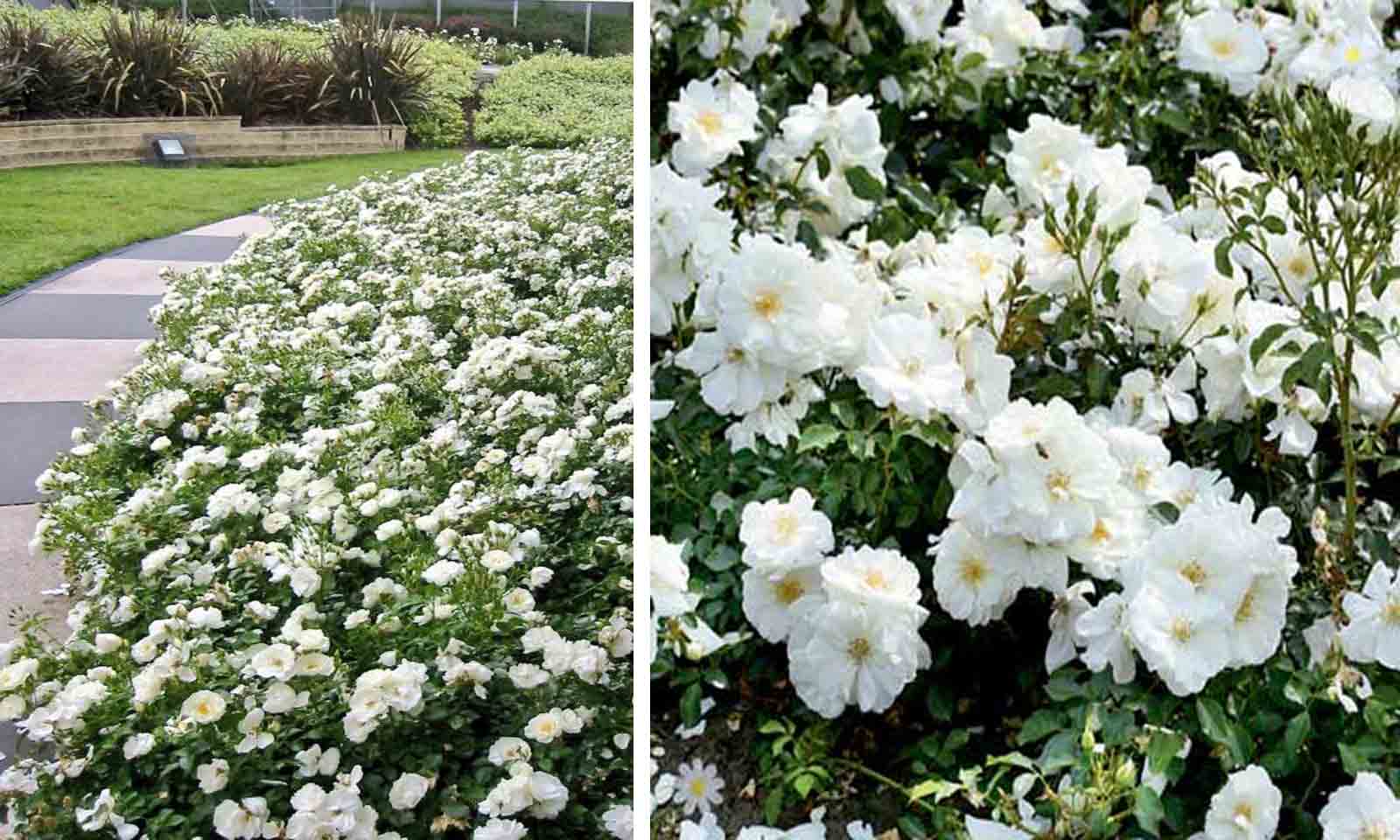 White Roses - Ground Cover