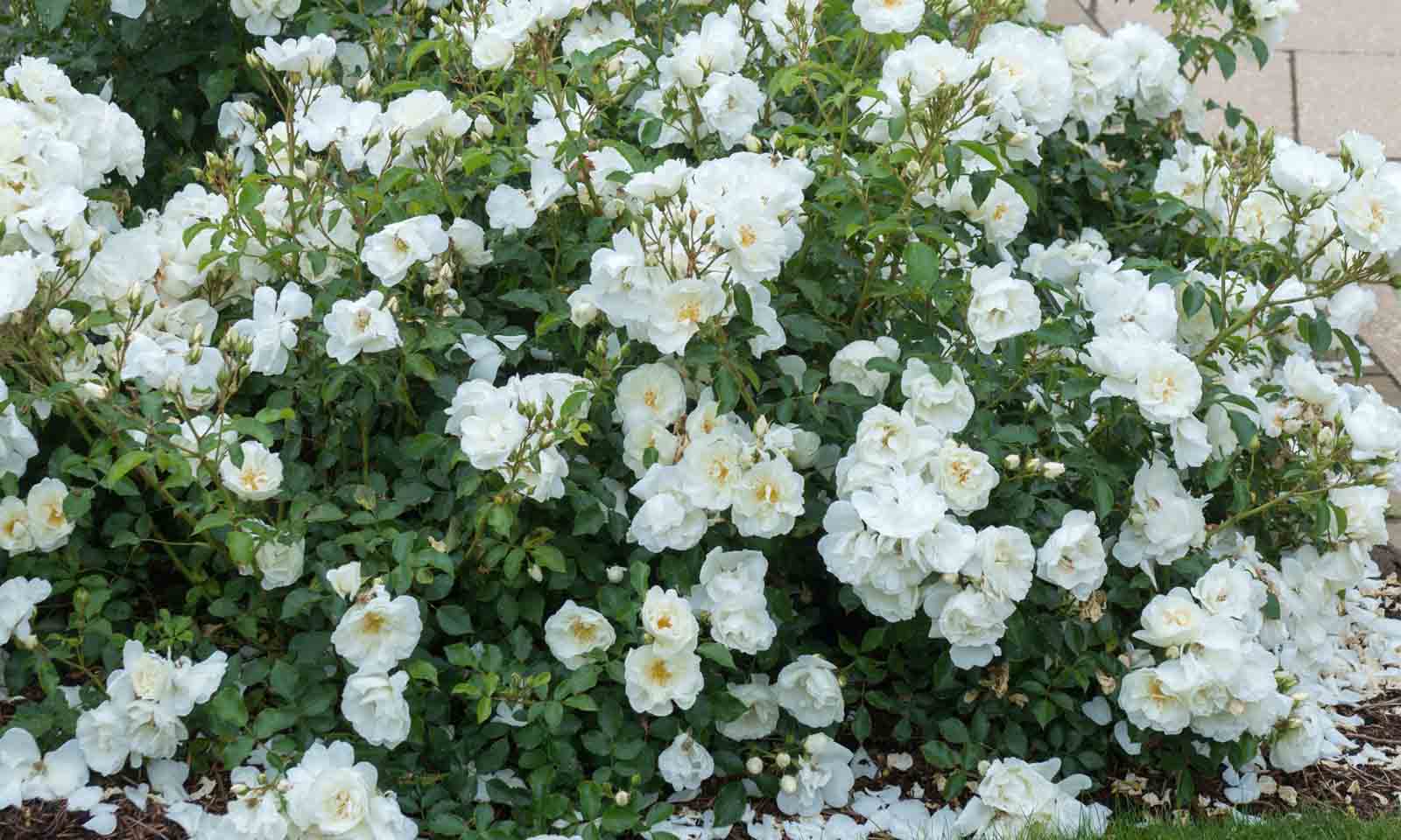 White Roses - Ground Cover