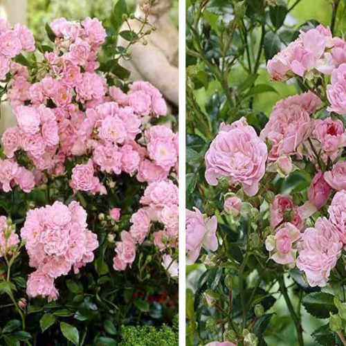 Pink Roses - Ground Cover