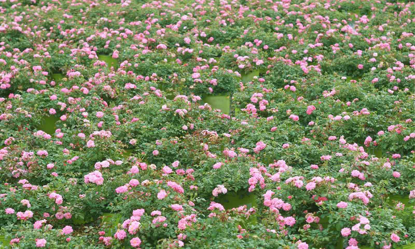 Pink Roses - Ground Cover