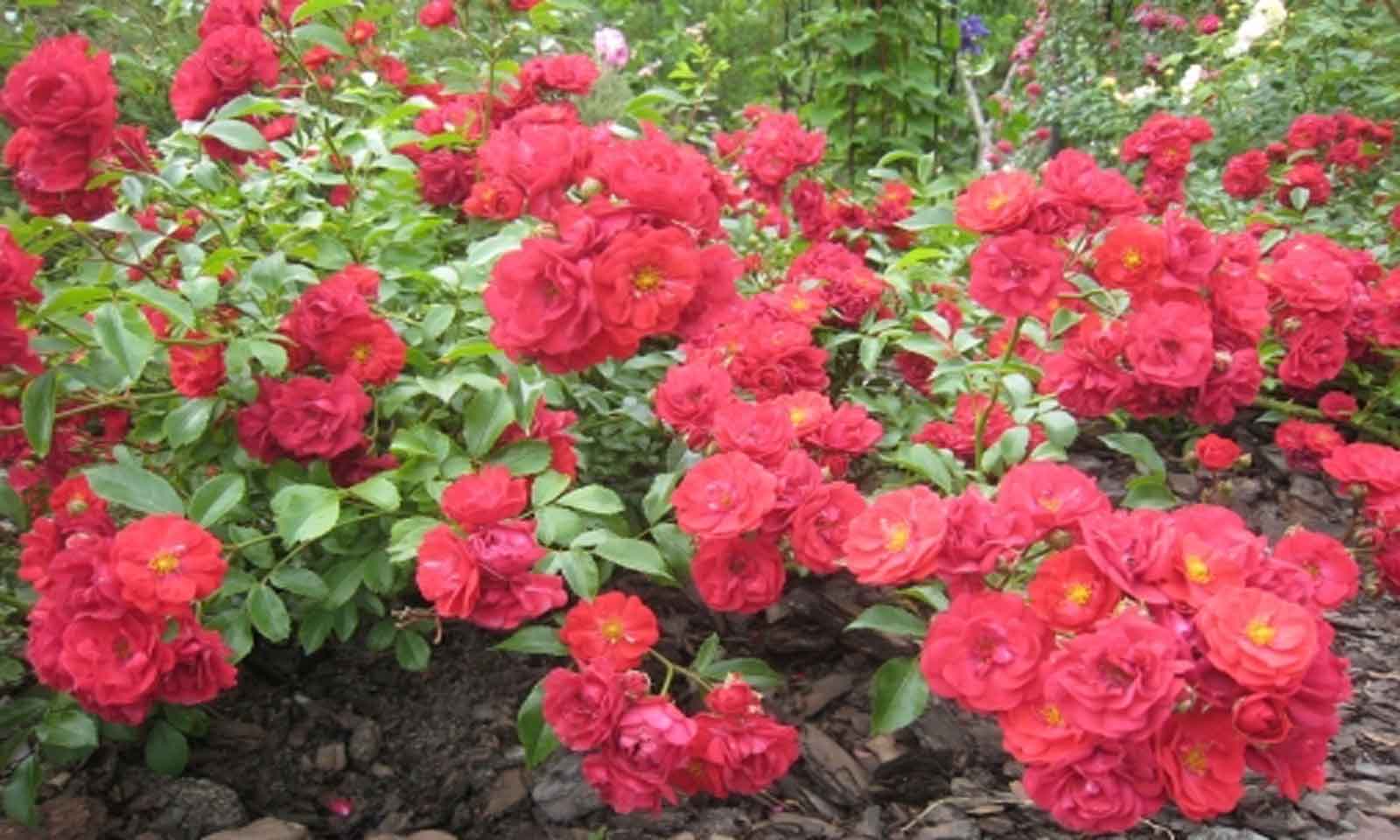 Roses "Fairy Dance" - Ground Cover