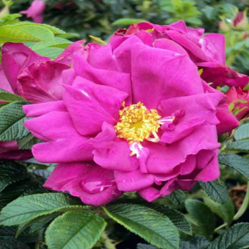 Rosa Rugosa - Shrub