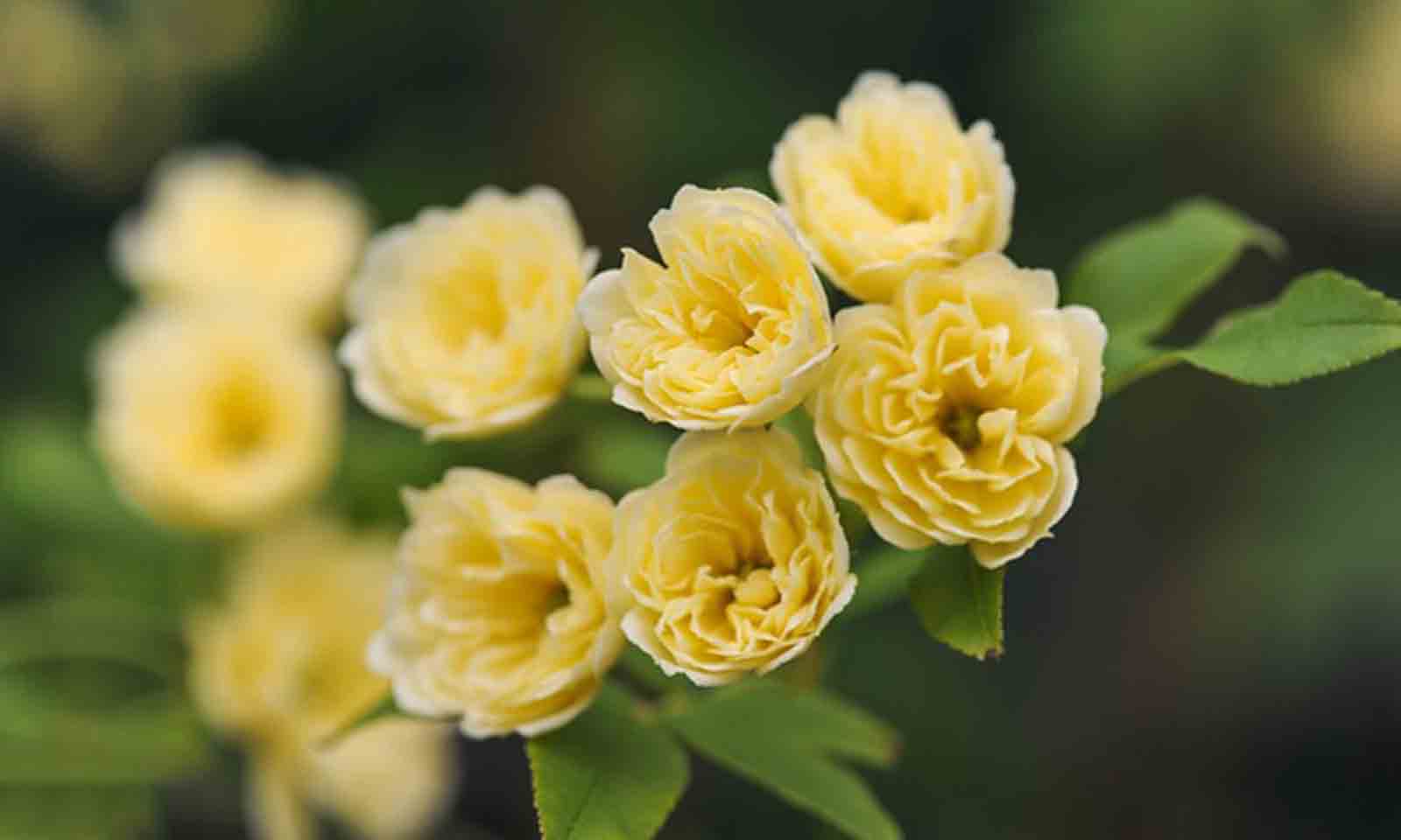 Rosa Banksiae Lutea - Climbing