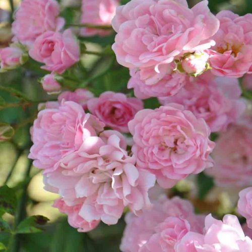 Rosa Banksiae Rosea - Climbing