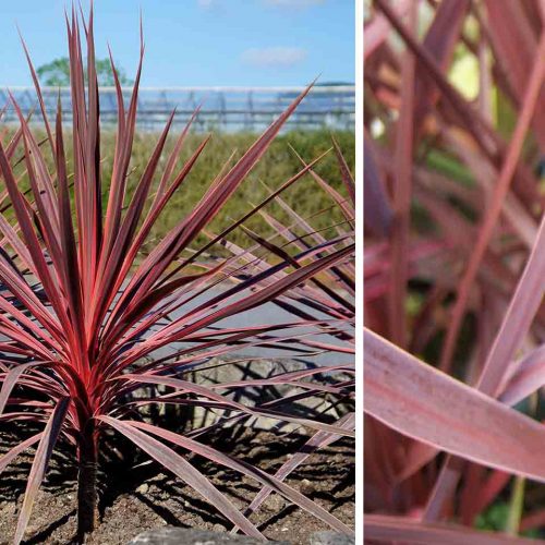 Cordyline Australis ‘Red Star’ (New Zealand Cabbage Tree)