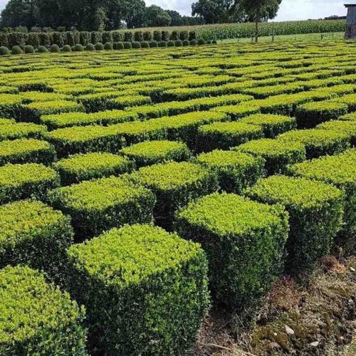 Ligustrum Jonandrum (Delavay Privet) – Cube