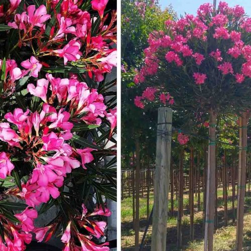 Nerium Oleander (East Indian Oleander) - Standard