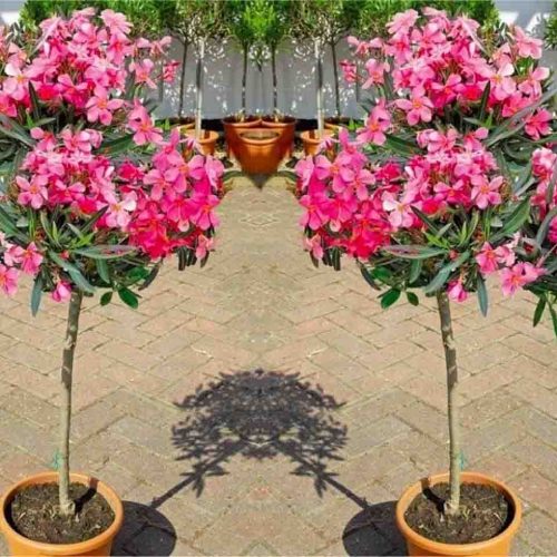 Nerium Oleander (East Indian Oleander) - Quarter Standard