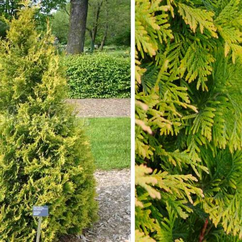 Thuja Occidentalis Yellow Ribbon ( Yellow Ribbon Arborvitae )