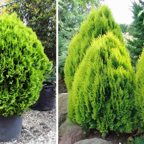 Thuja Orientalis ‘Aurea Nana’ (Dwarf Golden Oriental Thuja)