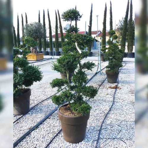 Ilex Crenata Kinme (Tuscan Style)