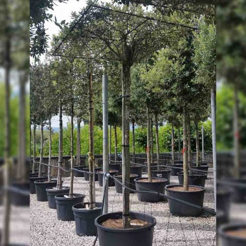 Quercus Ilex (Holm Oak / Evergreen Oak) - Roof Shaped