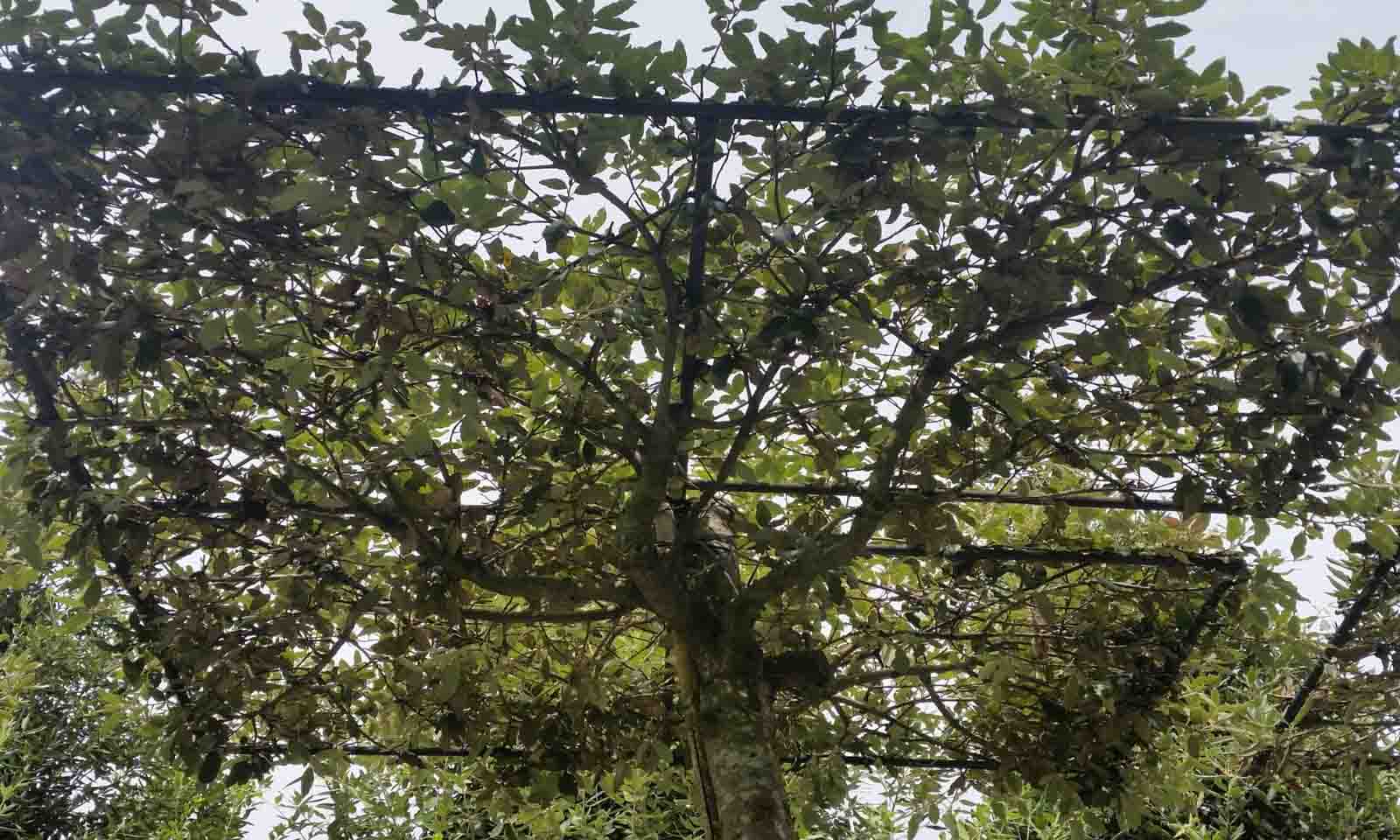 Quercus Ilex - Roof Shaped