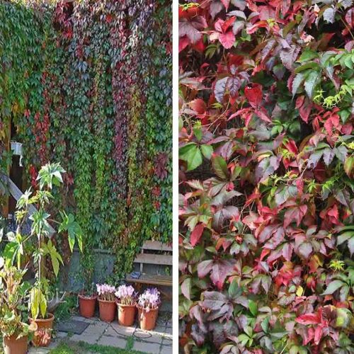 Parthenocissus Quinquaefolia (Virginia Creeper) - Climbing