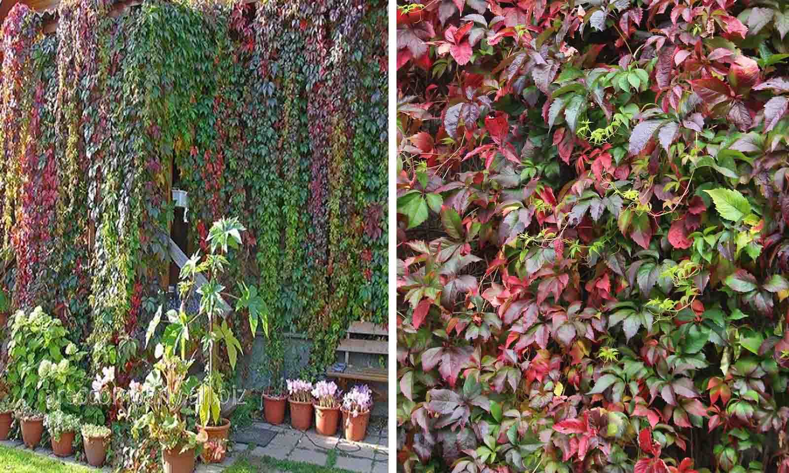 Parthenocissus quinquefolia