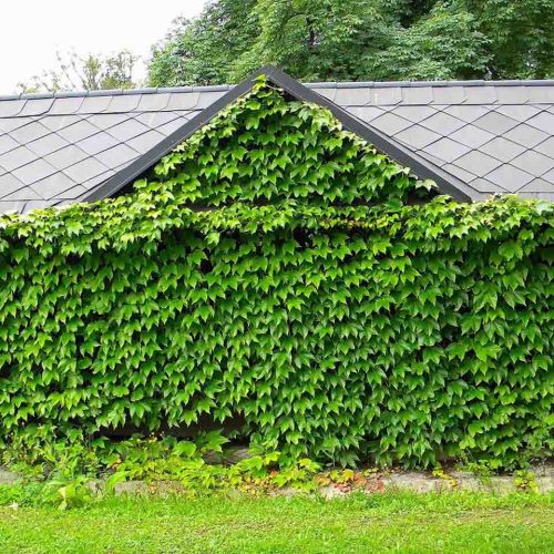 Parthenocissus Tricuspidata 'Veitchii' (Boston Ivy) - Climbing