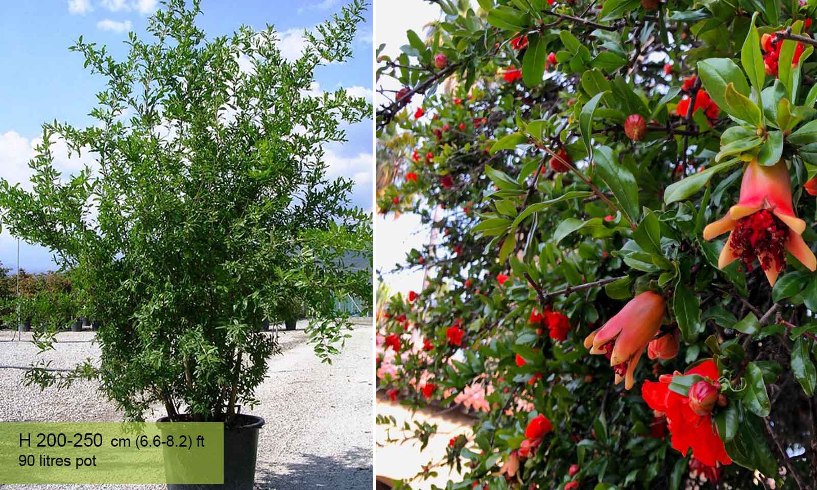 Punica Granatum (Pomegranate Tree) - Shrub