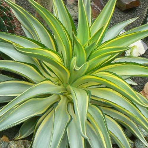 Agave Desmettiana Variegata (Variegated Smooth Agave)