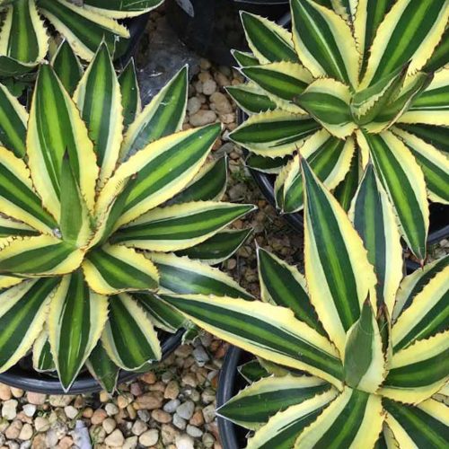 Agave Lophantha Quadricolor (Quadricolor Century Plant)