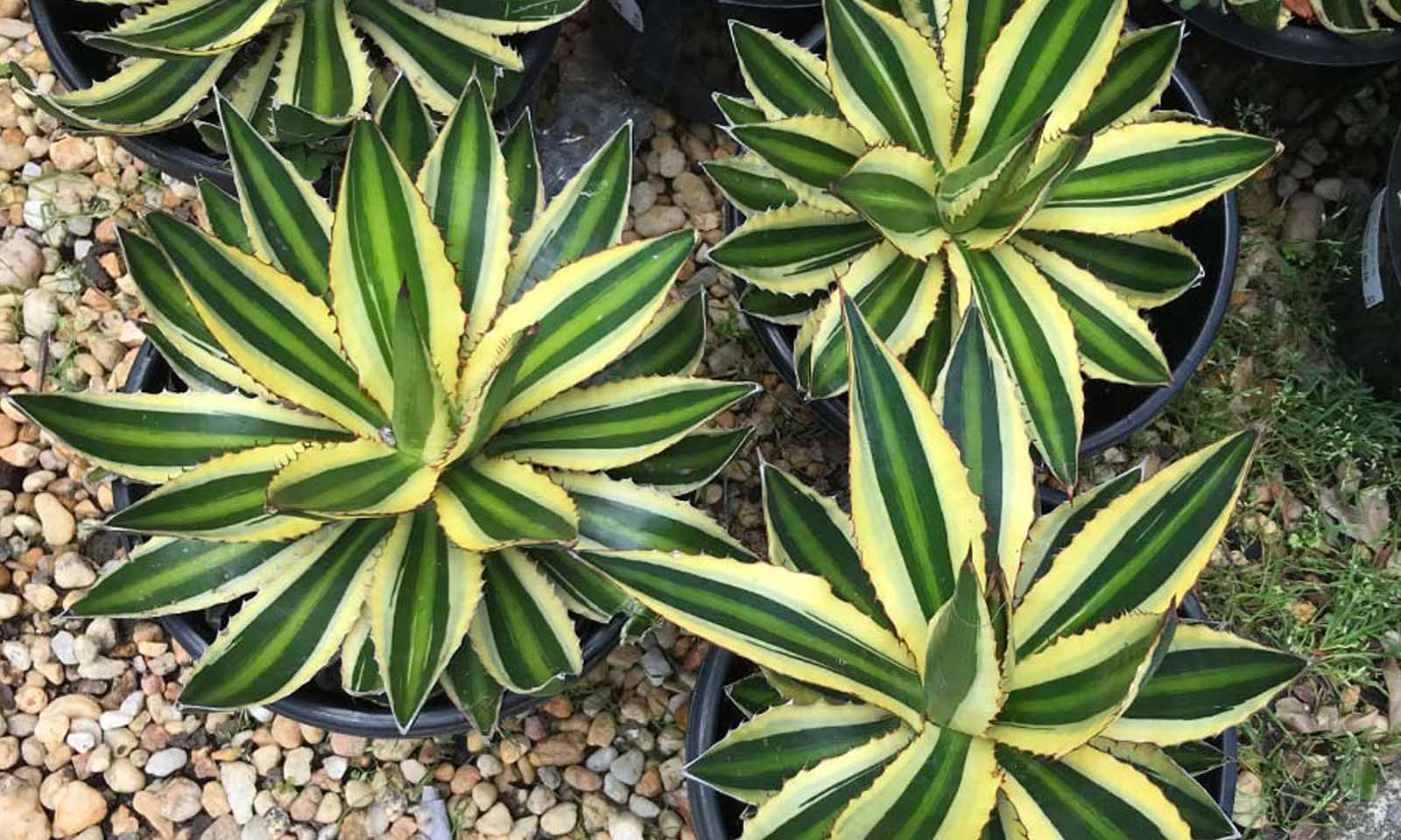 Agave Lophantha Quadricolor (Quadricolor Century Plant)