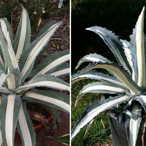 Agave Americana Mediopicta