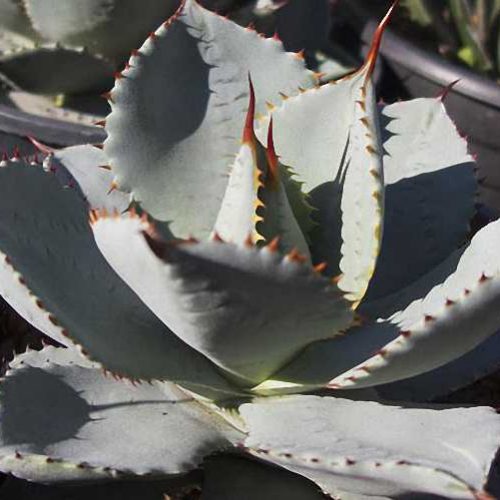 Agave Pigmaea (Agave Seemanniana Ssp. Pigmaea)