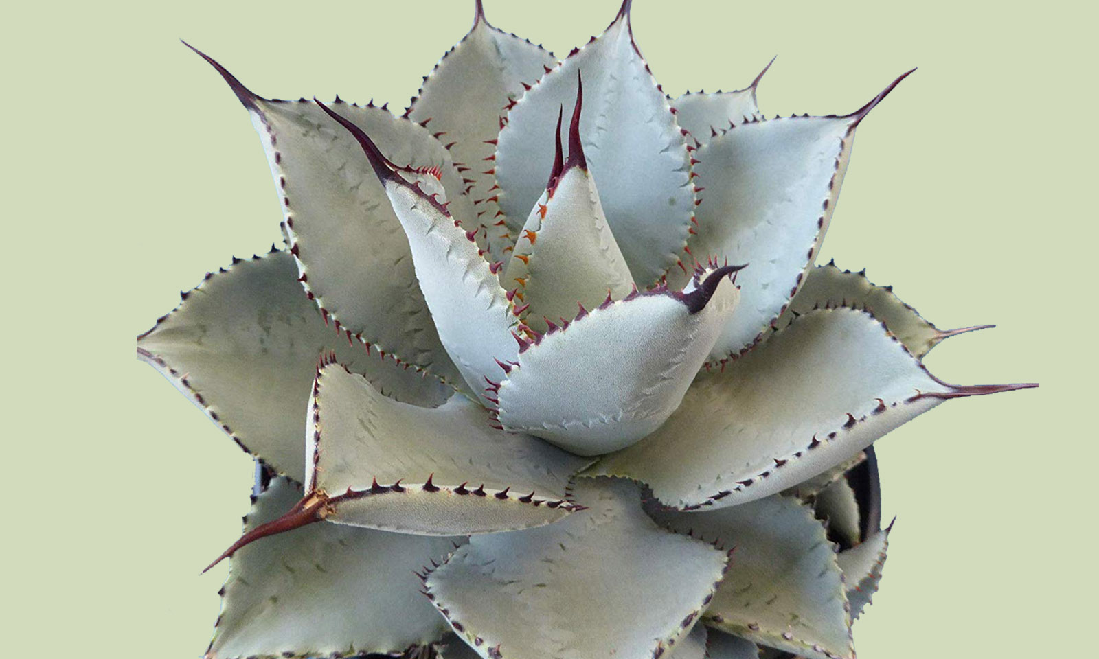 Agave Pigmaea (Agave Seemanniana Ssp. Pigmaea)