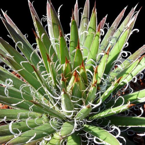 Agave x Leopoldii (Agave White Thread of Cascade)