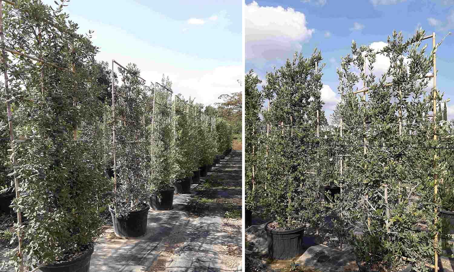 Quercus Ilex (Holm Oak / Evergreen Oak) - Espalier