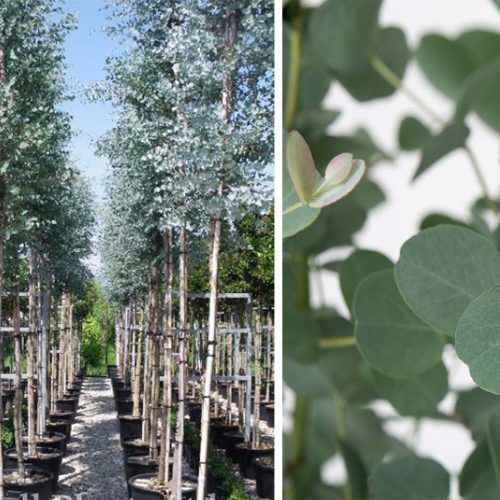 Eucalyptus Gunnii (Cider Gum) - Standard