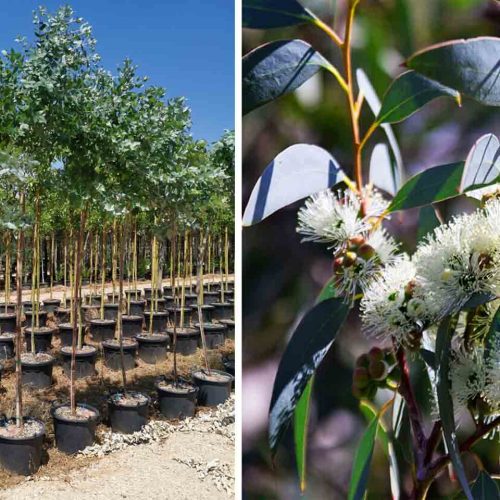 Eucalyptus Globulus (Blue Gum) - Standard